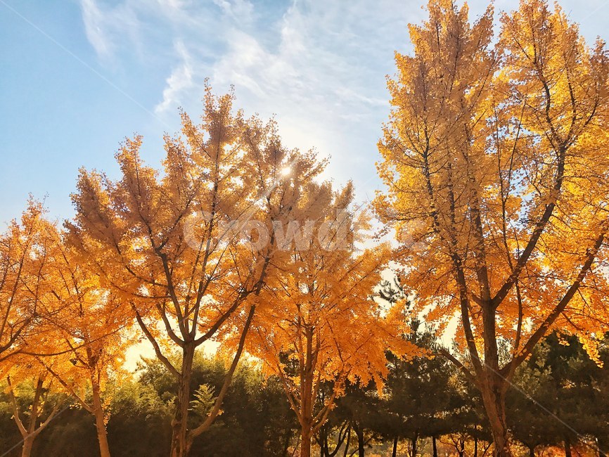 가을,은행,나무,하늘,감성,가을,계절,fall,autumn,season,자연,풍경,nature,landscape,식물,plants,나무,trees,wood,tree,plant