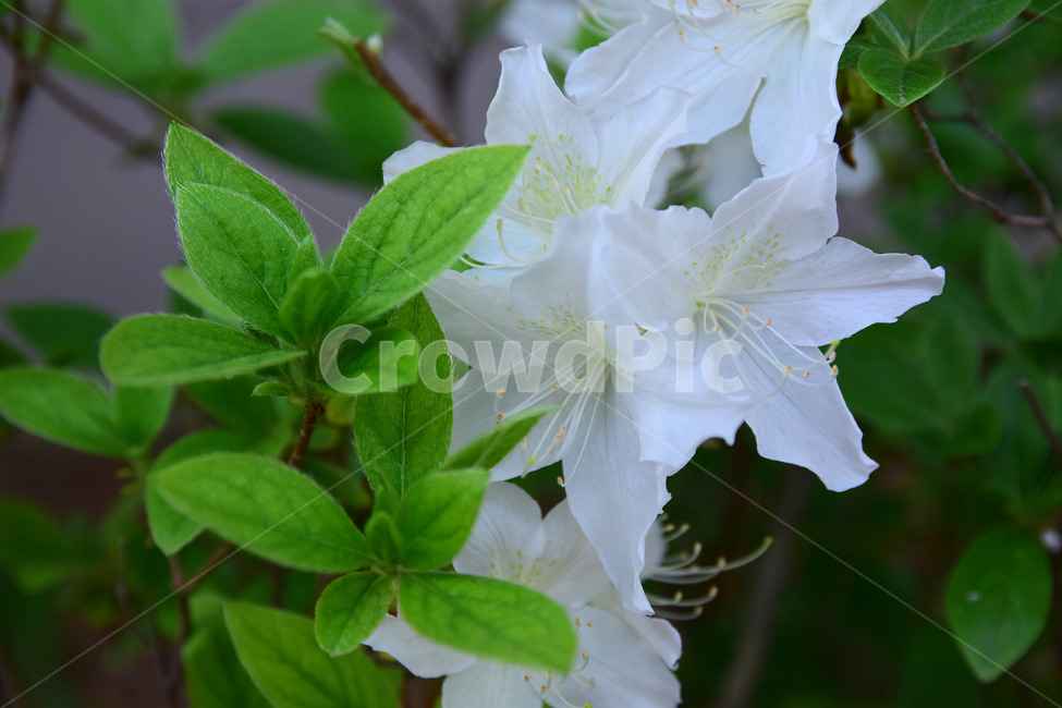 철쭉,진달래,힌철쭉,꽃,자연,식물,힌,white,나무,힌꽃,nature,flower,꽃잎,plant,바탕,색감,감성,식물,자연,plants,nature,꽃,flower