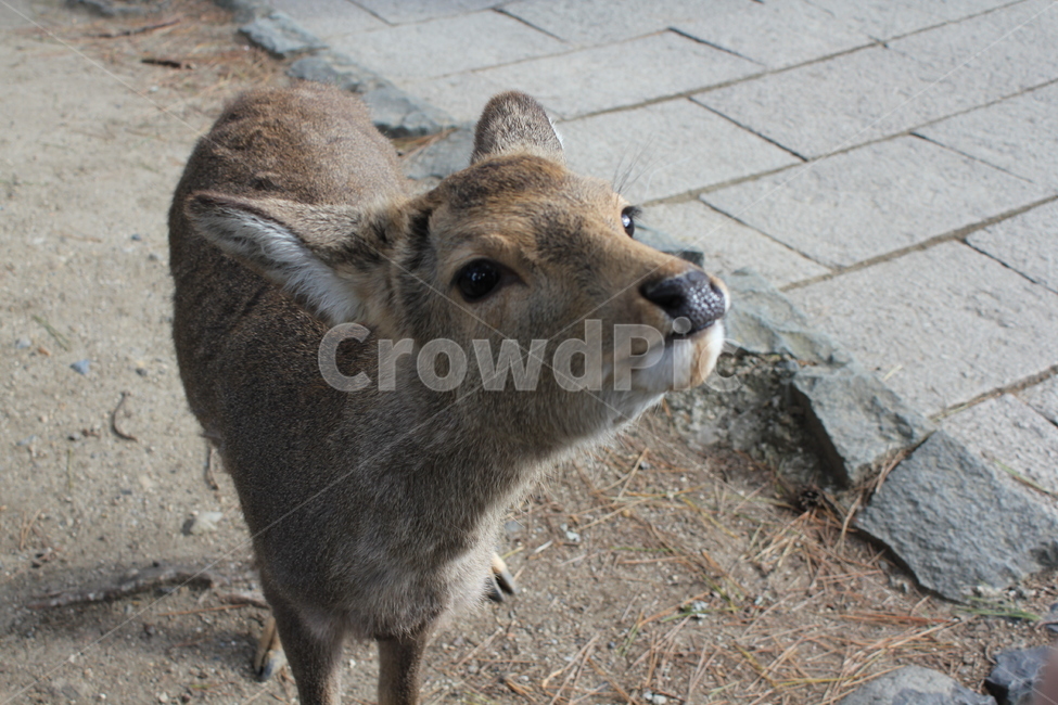 사슴공원,일본,사슴,japan,아기사슴,사슴클로즈업,동물,animal,포유류,mammal
