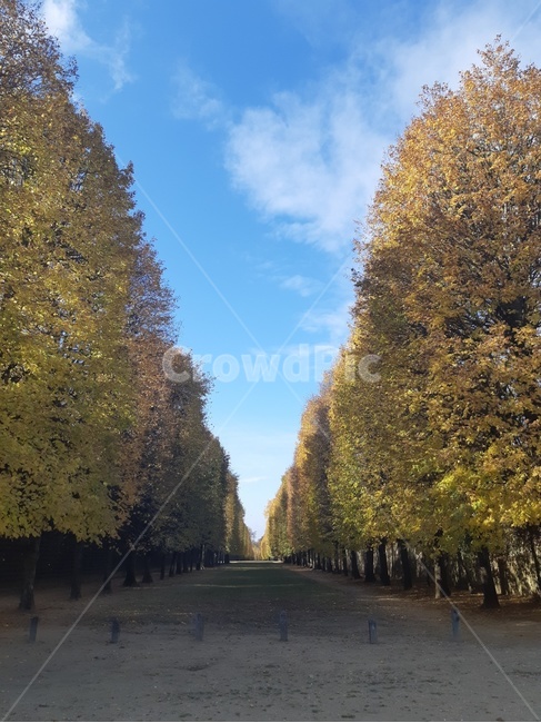 나무,하늘,풍경,풍경화,맑음,자연,풍경,nature,landscape,tree,plant,식물,road,도로
