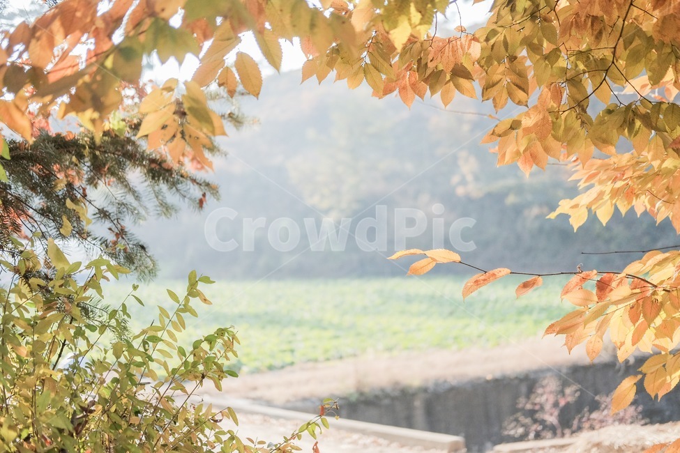 단풍,가을,숲속,숲길,가을풍경,가을,계절,fall,autumn,season,자연,풍경,nature,landscape,감성,sensible,feeling,plant,식물,leaf,잎,tree,나무,maple