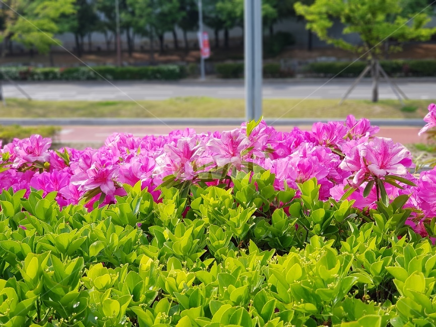 분홍꽃,새싹과꽃,길위의꽃,봄꽃,봄