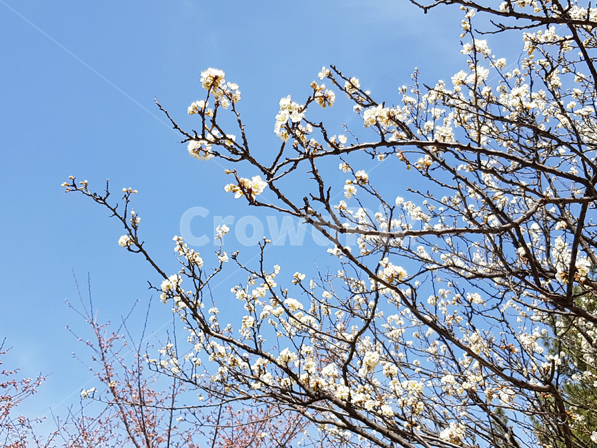 매화,꽃,식물,japaneseapricotflower,봄,봄,계절,spring,season,식물,자연,plants,nature,꽃,flower,나무,trees,wood,plant