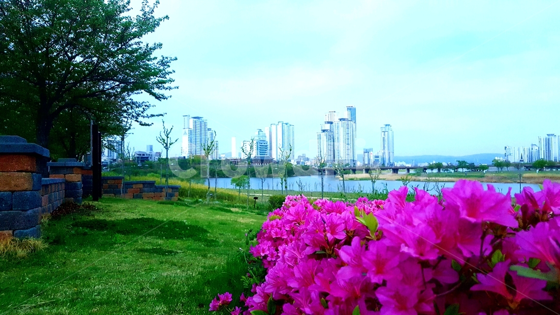 도라지꽃,펜지,태화강연산홍,빗방울,cityriver