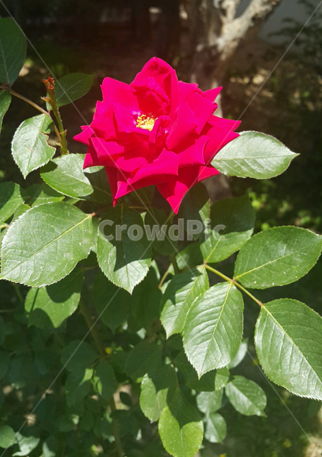 식물,장미,꽃,잎,한송이,빨간색,plant,rose,flower,leaf,red,자연