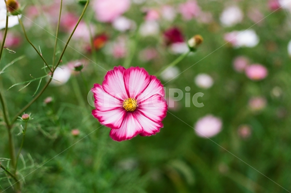 필름,필름사진,풍경,경치,꽃,landscape,flower,감성,감성사진,느낌,코스모스,가을,식물,자연,plants,nature,꽃,flower
