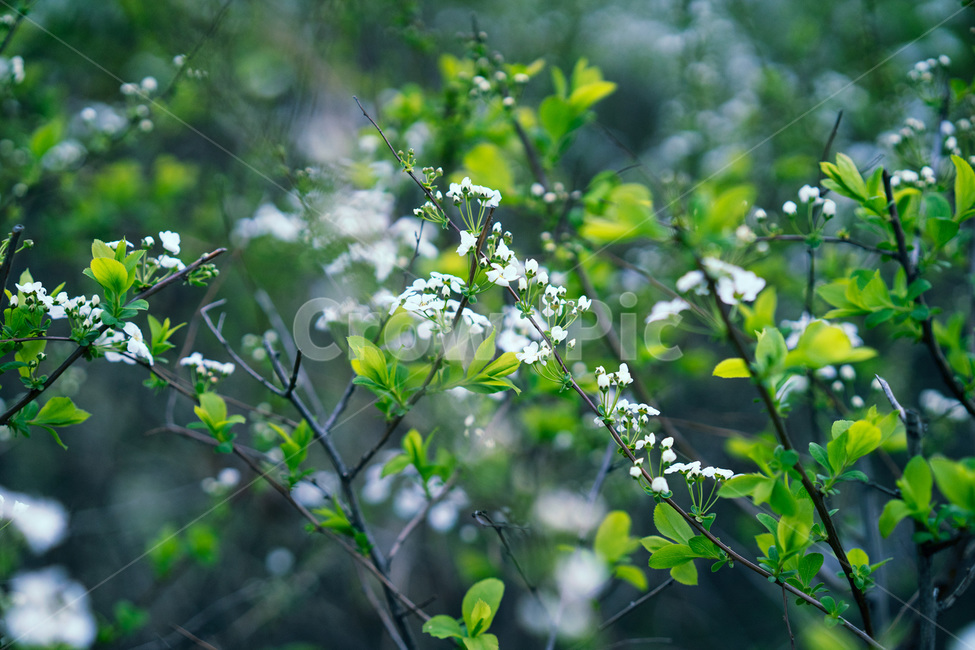 자연,풍경,식물,고독,봄,가을,꽃,감성,식물,자연,plants,nature,꽃,flower,감성,sensible,feeling,휴식,힐링,rest,relaxation,healing