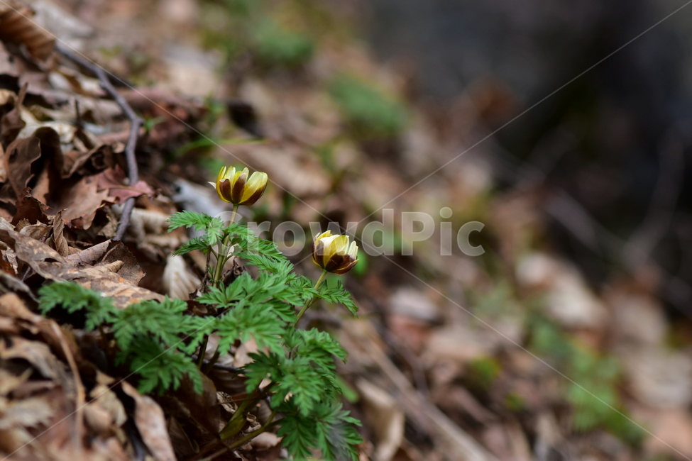 복수초,애기복수초,야생화,봄,꽃,풀꽃,자연,식물,식생,plants,nature,spring,season,flower