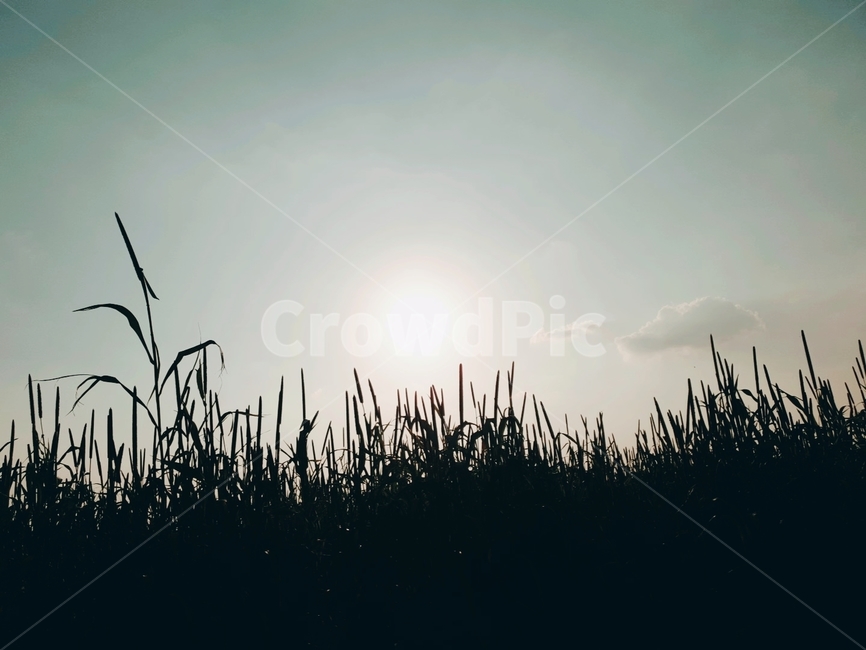 식물,가을,풍경,밀렛,가을하늘,자연,풍경,nature,landscape