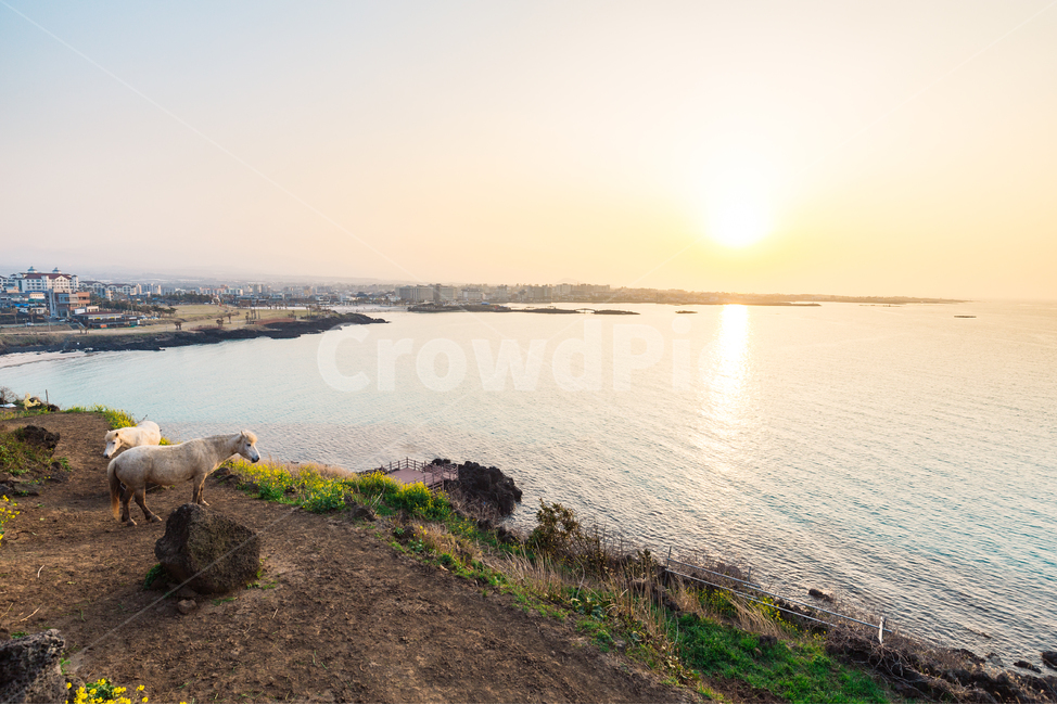 제주도,말,제주말,홀스,노을,감성,바다,해변,동물,제주도,jeju,jeju island,동물,animal,포유류,mammal,산업,industry,industrial,목축업,목장,livestock farming,ranching,pasture,sheep,양