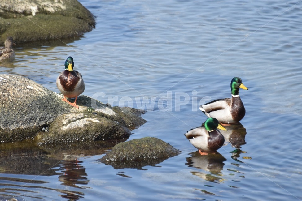 오리,한국,겨울,바다,강릉,동물,animal,조류,새,birds