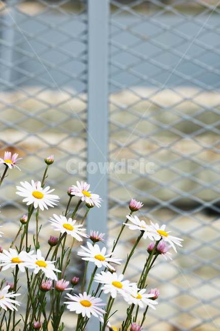 꽃,봄,철조망,꽃밭,정원,흰꽃,하얀꽃,식물,식물,자연,plants,nature,꽃,flower
