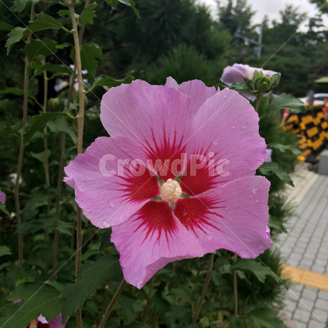 대한민국,무궁화,삼일절,한국,꽃,분홍색,초록,식물,나라꽃,핑크,flower,plant,green,korea,식물,자연,plants,nature,꽃,flower