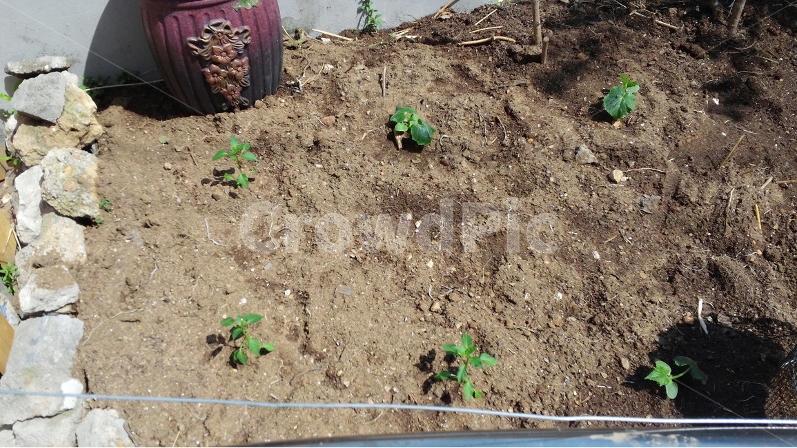 고추심기,오이심기,텃밭,정원,원예,식물,채소키우기,식물,자연,plants,nature