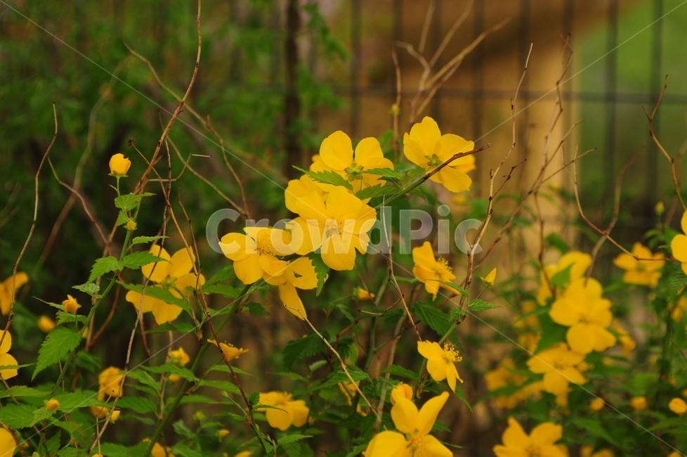 꽃,봄,flower,노란색,애기똥풀,식물