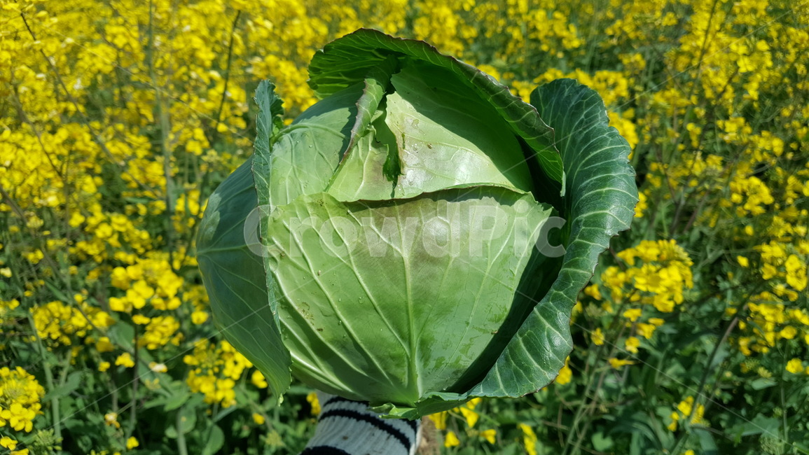 cabbage,양배추,food,음식,vegetable,야채,plant,식물
