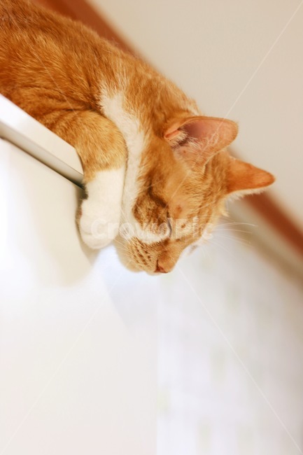 노란,고양이,위에서,잠자는,앞발,동물,animal,포유류,mammal,고양이,cat,kitten,kitty