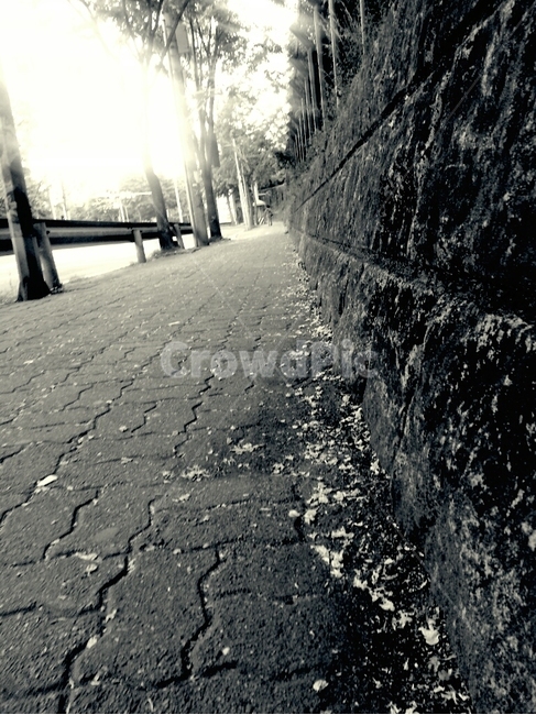 이끼,도로,가로수,하늘,땅,차도,흑백,모노톤,monochrome,black and white