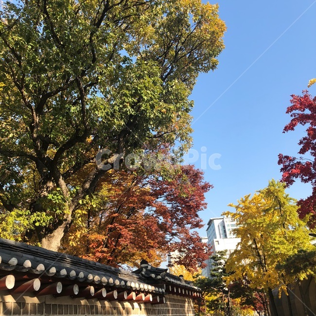 하늘,자연,맑음,단풍,나무,풍경,가을,공원,가을,계절,fall,autumn,season,tree,plant,식물