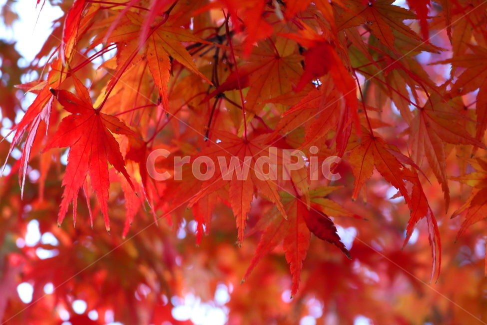 단풍,단풍나무,나무,식물,가을,자연,가을,계절,fall,autumn,season,식물,자연,plants,nature,plant,leaf,잎,tree,maple