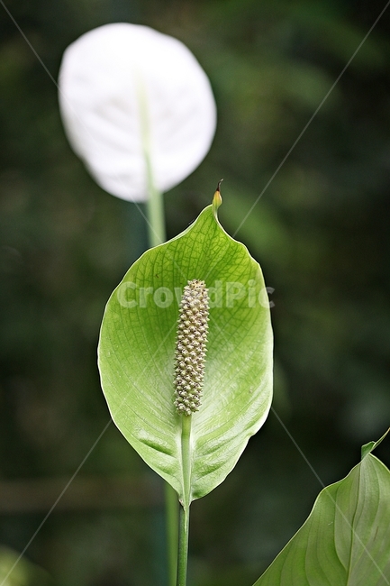 스파티필름,꽃,잎,식물원,식물,자연,공원,가을,식물,자연,plants,nature