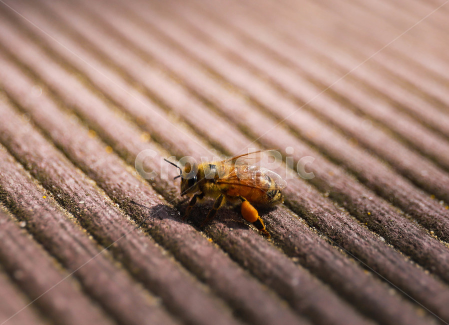 animal,동물,apidae,양서류,bee,벌,invertebrate,무척추동물,insect,곤충,곤충,벌레,insect,bug