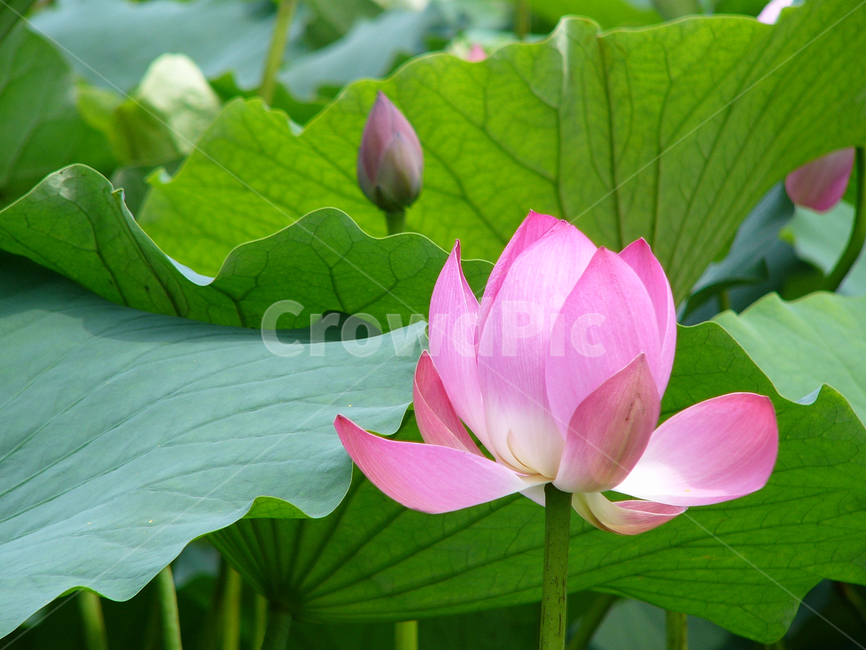 연꽃,연잎,연못,연근,분홍연꽃,식물,자연,plants,nature,꽃,flower
