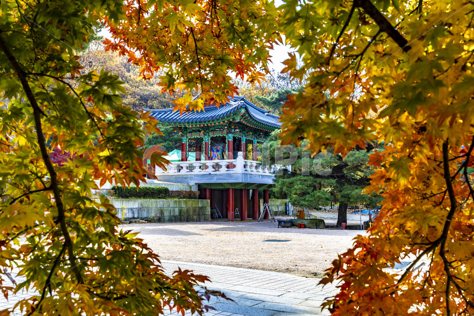가을,계절,자연,감성,단풍,사찰,보광사,낙엽,나무,plant,tree,서정,가을낭만,식물,잎,maple,가을,계절,fall,autumn,season,leaf