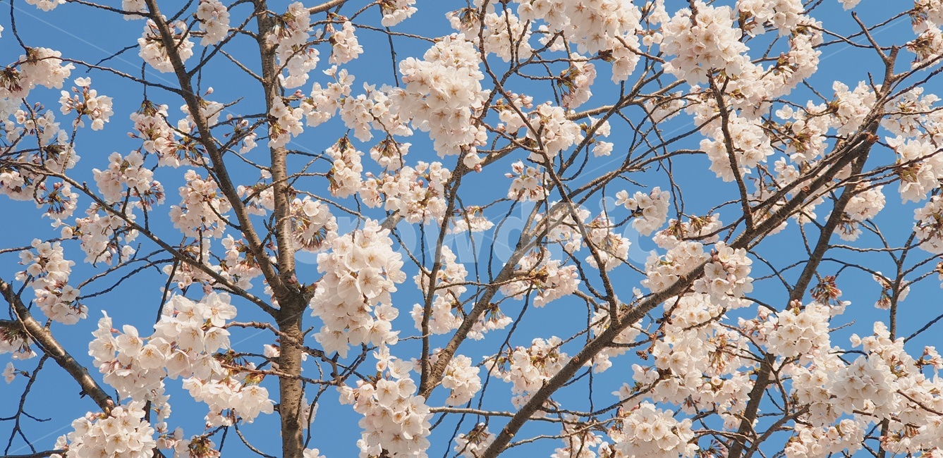 봄꽃,봄풍경,꽃,벚꽃,무심천,봄,계절,spring,season,식물,자연,plants,nature,꽃,flower,plant,blossom,cherry blossom