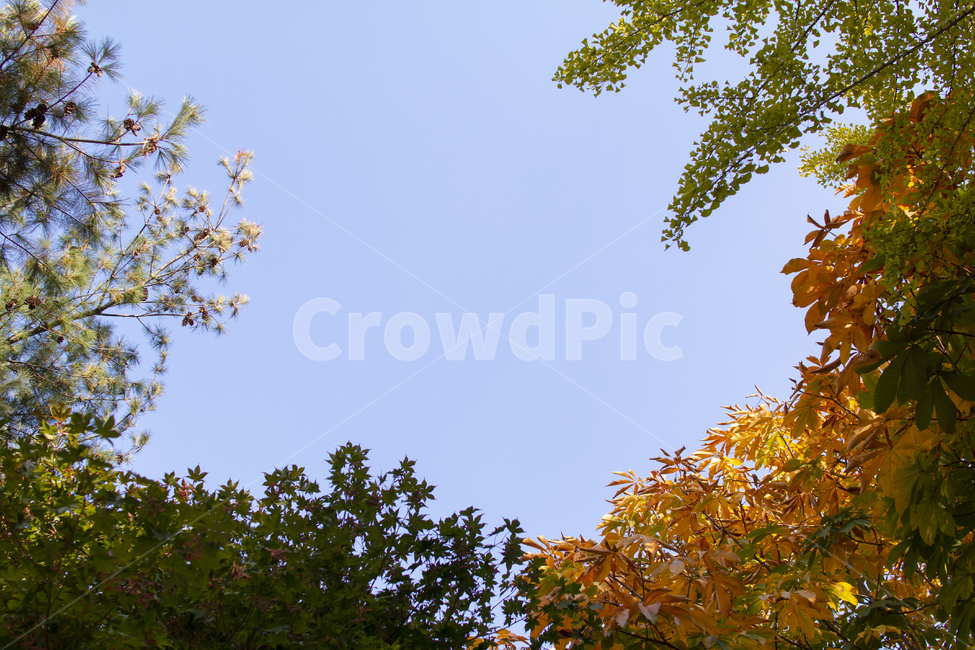 plant,식물,leaf,tree,나무,가을,단풍