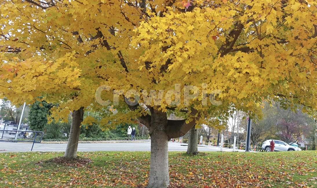 tree,나무,plant,식물,maple,단풍,캐나다