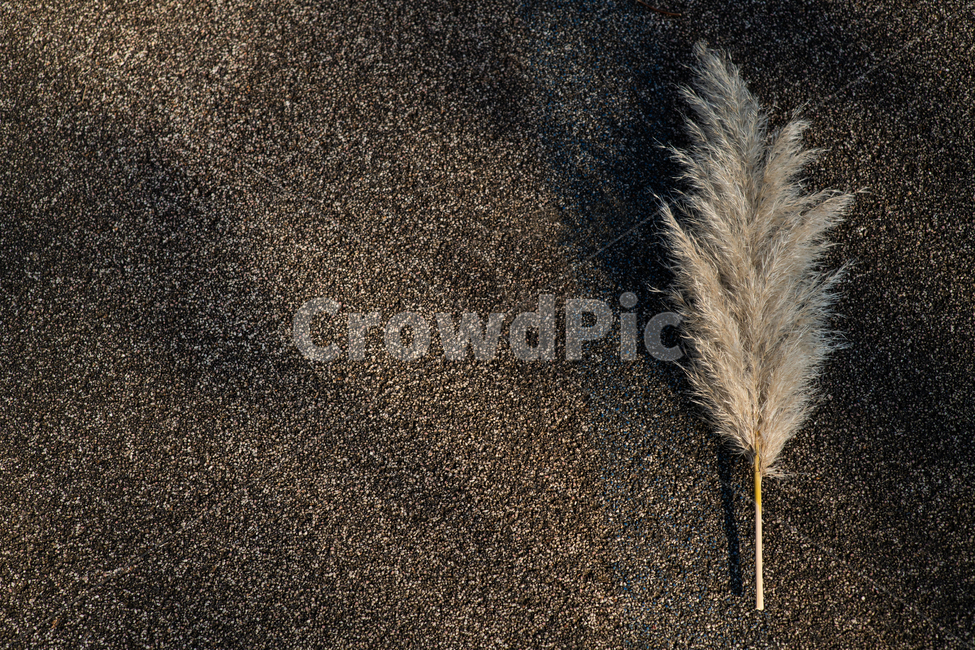 grass,식물,배경,text,background,beach,beautiful,black,botany,branch,calm,canvas,climate,closeup,color,construction,dark,decoration,design,destination,empty,evening,gray,green,holiday,horizontal,landscape,leaf,light,loneliness,material,natural,nature,nobody,outdoor,pattern,rough,sand,scenery,space,stone,summer,sun,sunlight,sunset,texture,tourism,travel,tree,vacation,vintage,white,식물,자연,plants,nature