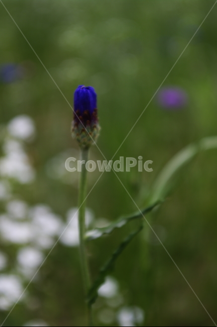 꽃,flower,식물,plant,자연,nature