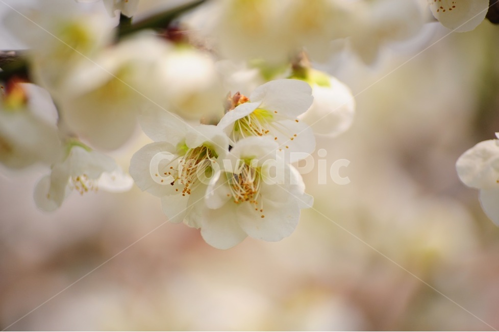 매화,매실,봄,사과꽃,복숭아꽃,봄,계절,spring,season,식물,자연,plants,nature,꽃,flower,plant