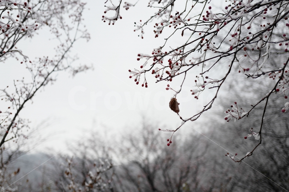 눈,눈꽃,겨울,마지막잎새,첫눈,겨울,계절,winter,season,식물,자연,plants,nature,나무,trees,wood,감성,sensible,feeling
