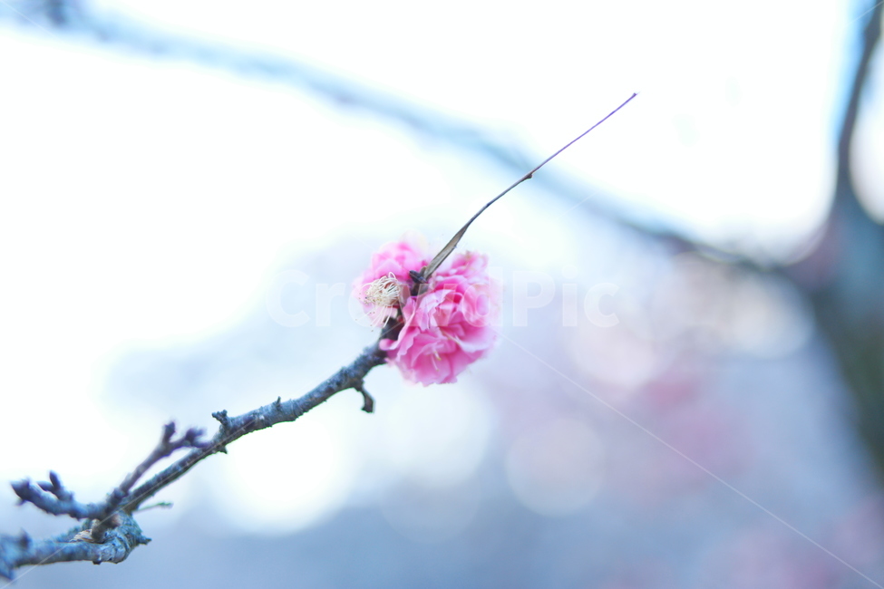 매화,홍매화,꽃,근접,봄꽃,분홍꽃,봄,계절,spring,season,식물,자연,plants,nature,꽃,flower,plant,blossom