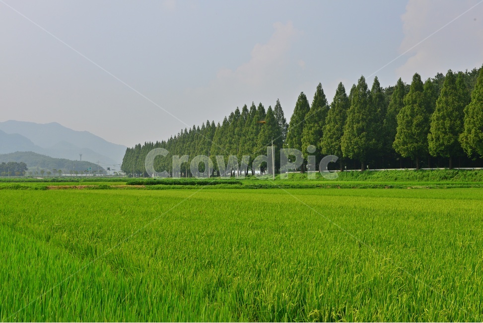 plant,식물,nature,자연,field,들,outdoors,옥외,순창,신평마을,신평들녁,농업,농사,농경지,논,벼농사,메타스콰이어