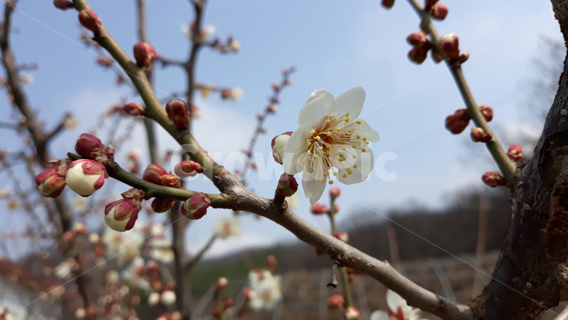 자연,식물,꽃,플라워,봄,매화,매실꽃,생화,꽃봉우리,꽃망울,나뭇가지,가지,나무,매실,매실나무,흰꽃,흰색,하얀색,클로즈업,봄꽃,화이트,하늘,파랑,블루,파란색,봄,계절,spring,season,plant