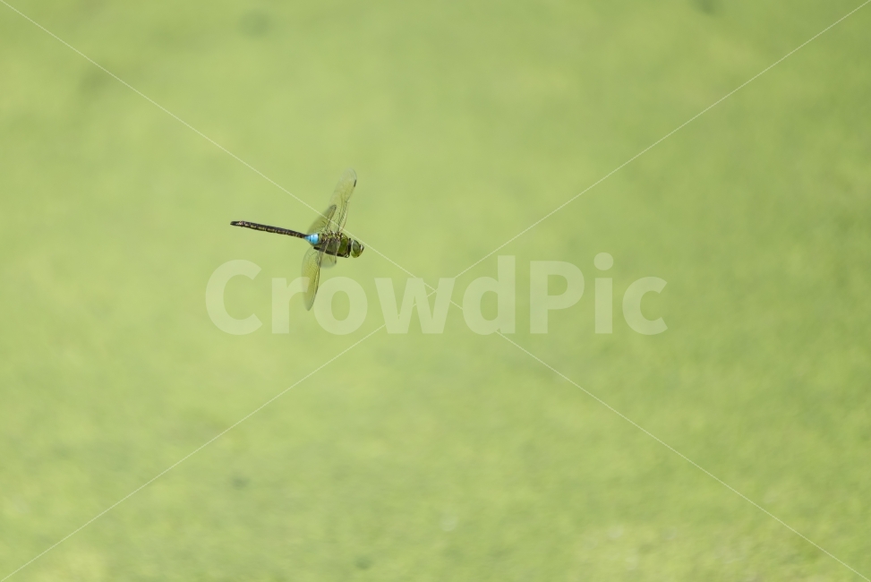 잠자리,비행,날개,배경,녹색,곤충,순간포착,날개짓,dragonfly,green,background,fly,wings,still,moment,동물,자연,nature,배경이미지,배경화면,바탕화면,동물,animal,곤충,벌레,insect,bug