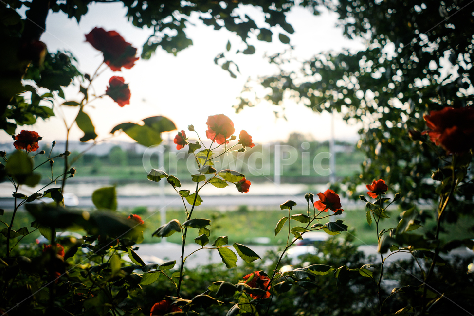 장미,꽃,봄,햇살,감성,spring,flower,rose,sun,light,emotion,봄,계절,spring,season,식물,자연,plants,nature,꽃,flower,감성,sensible,feeling,휴식,힐링,rest,relaxation,healing,plant,leaf,잎
