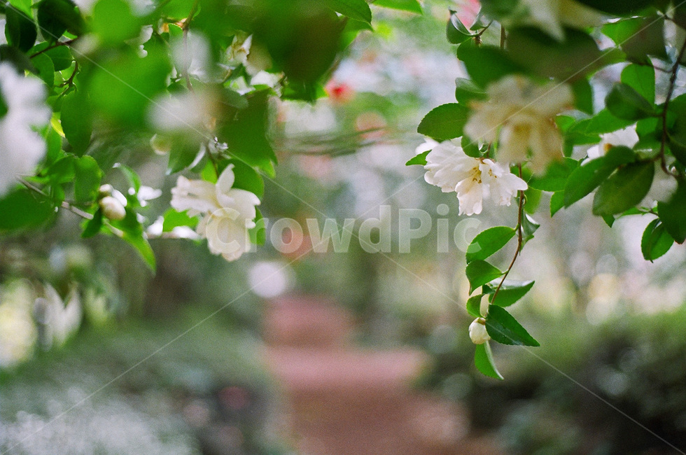 꽃,동백,동백꽃,겨울꽃,camellia,흰색꽃,flower,white,whiteflower,winterflower,식물,자연,plants,nature,꽃,flower,감성,sensible,feeling
