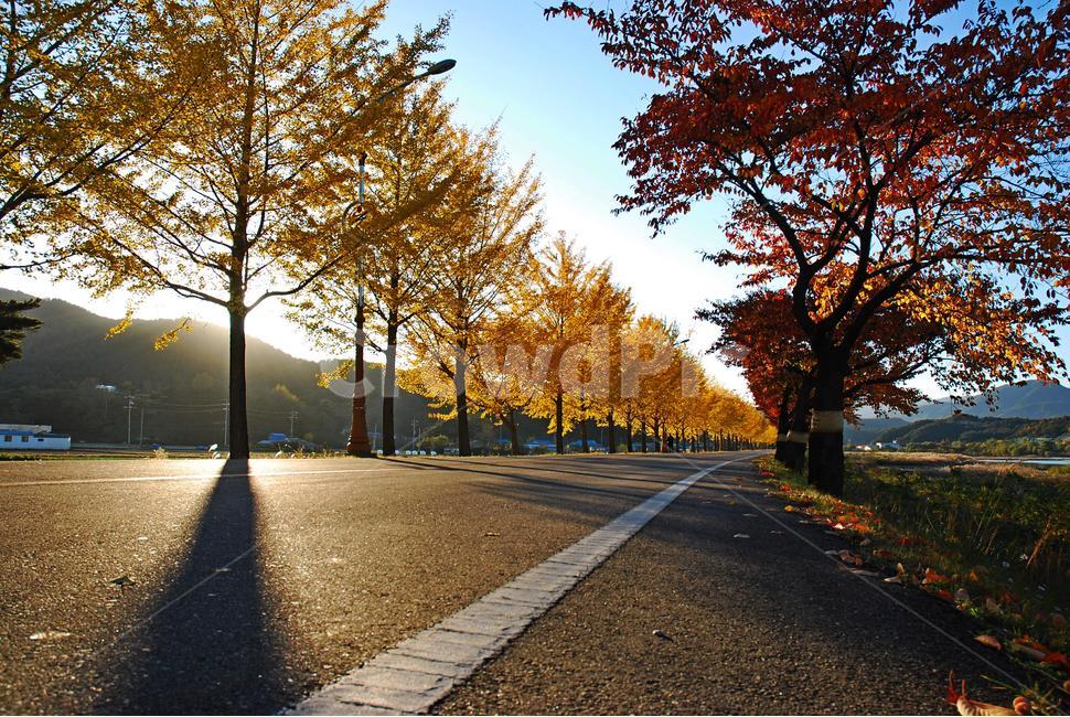 은행나무,벗나무,단풍,길,가을,가을,계절,fall,autumn,season,자연,풍경,nature,landscape,asphalt,아스팔트