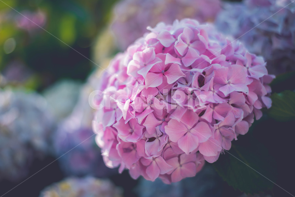 수국,꽃,식물,여름꽃,핑크꽃,분홍꽃,식물,자연,plants,nature,꽃,flower