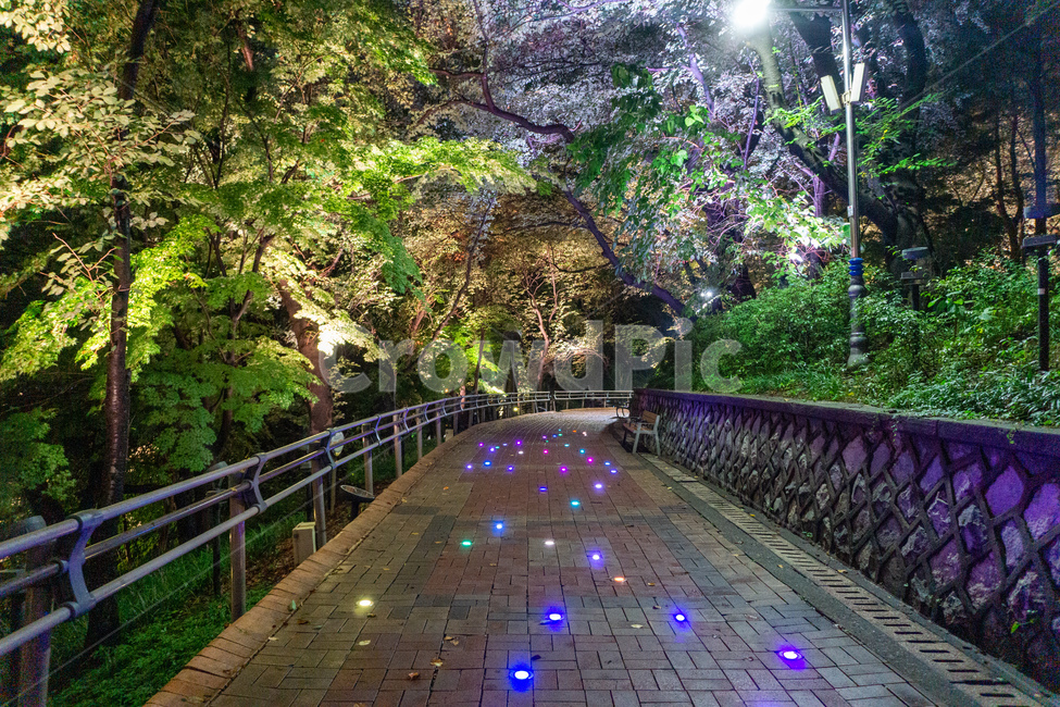 자유공원,인천,야경,산책로,숲길,나무,led,공원,자연,수풀,오솔길,산길,숲,밤,night,가로등,산책,park,길,통행로,거리,보행로,보도,path,way,walkway