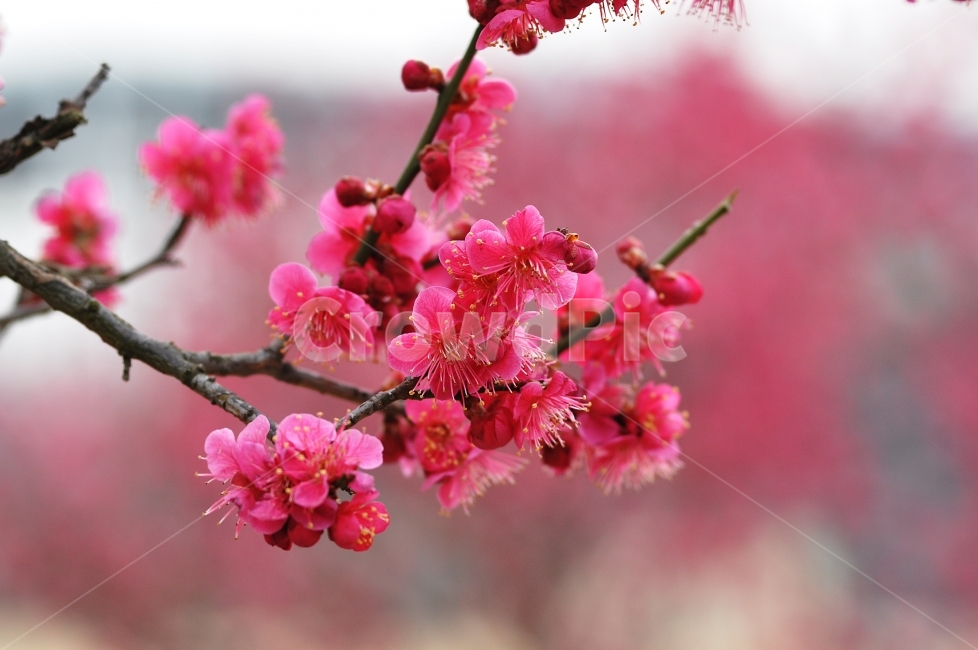 꽃,꽃사진,홍매화,매화,봄,봄,계절,spring,season,식물,자연,plants,nature,꽃,flower,감성,sensible,feeling,plant