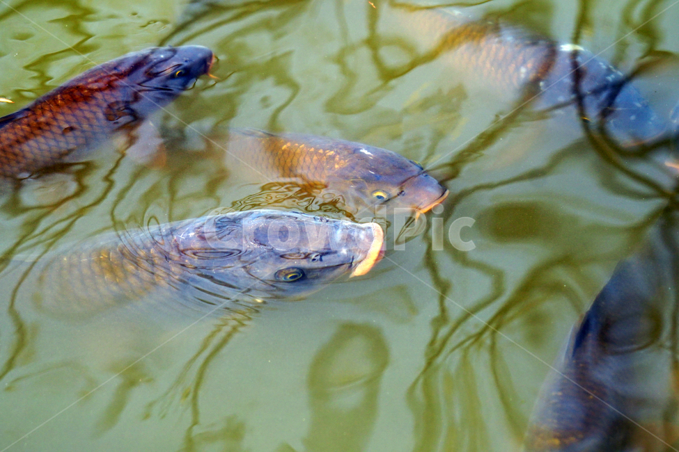 물고기,잉어,붕어,생선,어류,동물,animal,fish,자연,natue,풍경,landscape,호수,3월,봄,계절,spring,lake,동물,animal,어류,물고기,fish