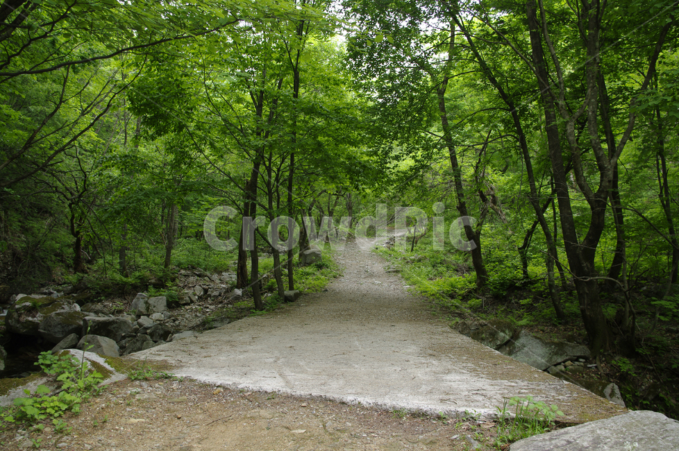 산,길,나무,식물,초록,자연,풍경,nature,landscape,path,통로,gravel,자갈,dirt road,흙길,road,도로