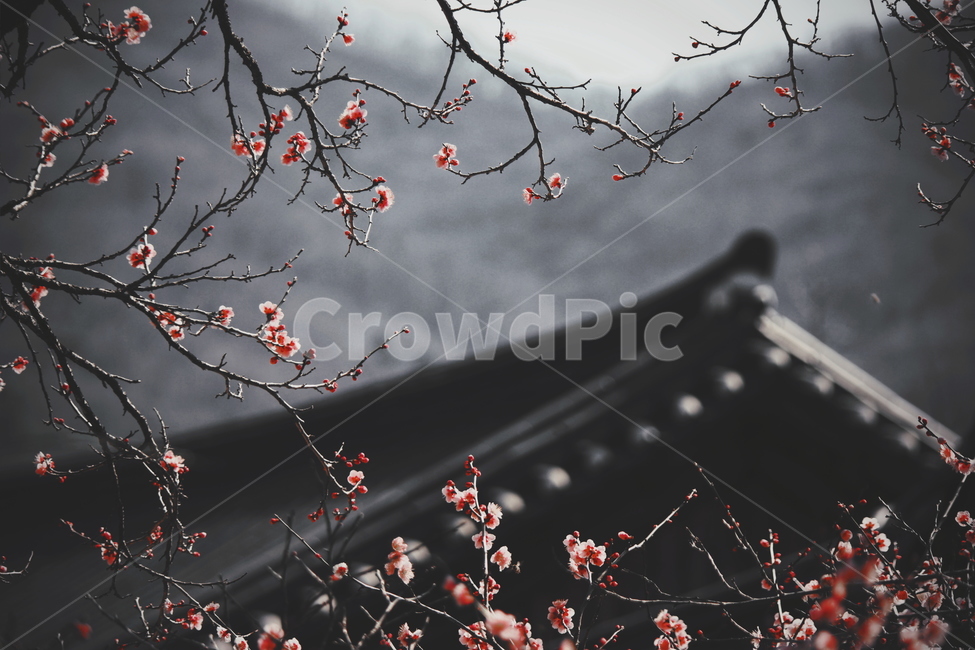 아침,고요,사찰,홍매화,nature,landscape,한국자연풍경,koreanaturelandscape,감성,감정,sensible,feeling,spring,봄,한국전통,한국문화,koreatraditional,koreaculture,plant,나무,trees,wood,봄,계절,spring,season,식물,자연,plants,nature,꽃,flower,감성,sensible,feeling