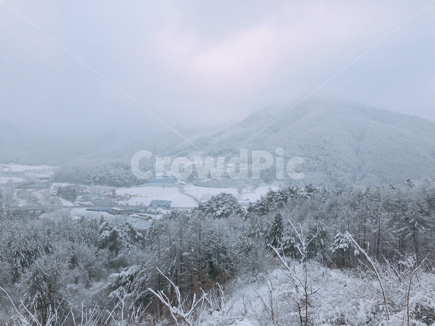 눈,하얀,산,나무,쌓여있다,자연,풍경,하얀색,화이트,white,snow,mountain,mount