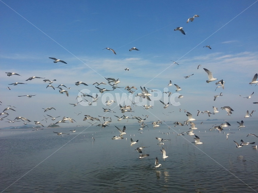 바다,하늘,구름,갈매기,seagulls,sea,sky,cloud